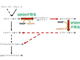 ラン藻の糖代謝経路の流れを決める重要な因子は“クエン酸” ～ラン藻を用いた二酸化炭素からの物質生産増に向けて～