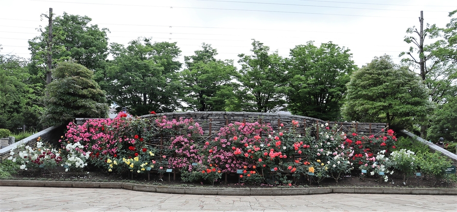 満開の花壇（過去の様子）