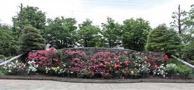 満開の花壇(過去の様子)