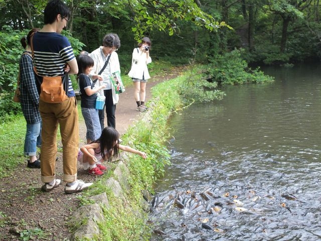 森の池では約200匹のコイがお出迎え