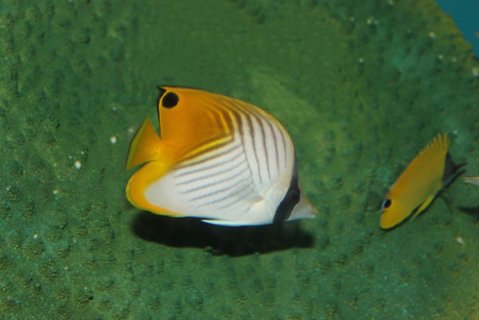 トゲチョウチョウウオ