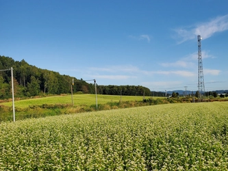 食べたことある？北海道の変わった蜂蜜たち　しころ、菩提樹、せん、そばの花から採れた4種類のシングルオリジンハニーが新登場