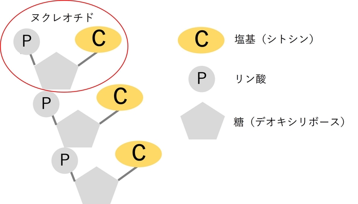 トリヌクレオチドCCC(イメージ)