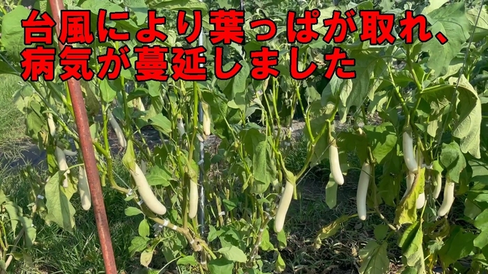 ナスの病気
