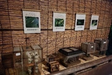 虫の展示(昨年の様子)