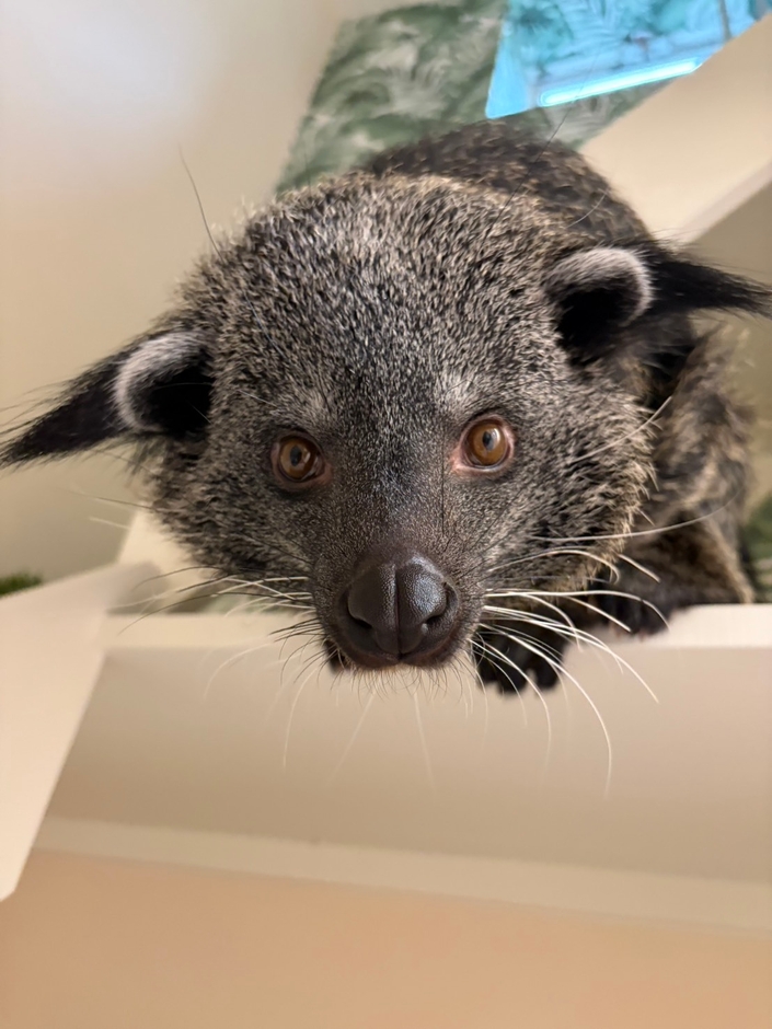 ビントロング(2)