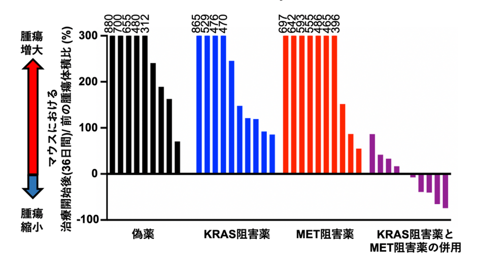 マウスにKRAS阻害薬抵抗性の肺がん細胞を移植後、治療開始前と治療開始36日後の腫瘍の大きさの比較