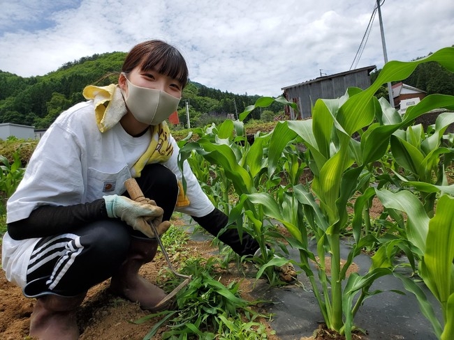 大事に育てた苗もこんなに大きくなりました。