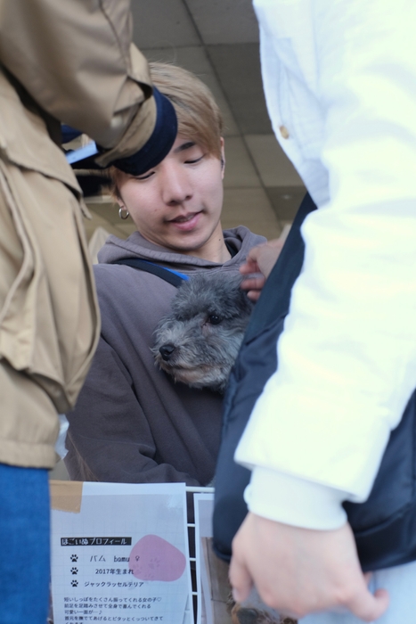 いぬねこプロジェクトさんによる保護犬猫譲渡会