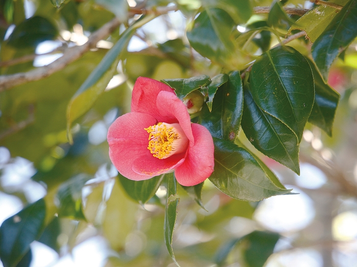 椿の花