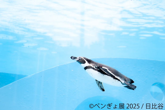 ペンギン 展示作品：日比谷