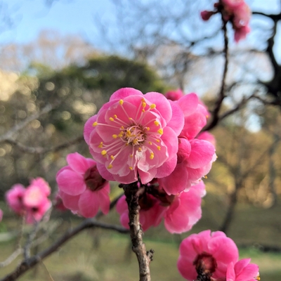「八重豊後」