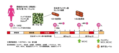 豆由来フェリチン鉄で隠れ貧血にも期待！！ 関西福祉科学大学と順天堂大学の研究グループが 豆由来フェリチン鉄による月経後の鉄不足状態からの 回復効果を臨床研究で証明、 ヘモグロビン値に限らず血中フェリチンも回復