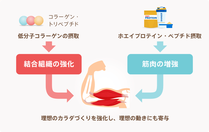 低分子コラーゲンについて