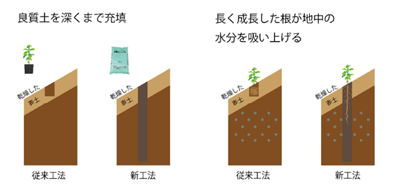 直根苗の特徴