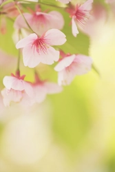 春の花の上手な撮り方をレクチャープロフォトグラファーによるスペシャルトークイベントを開催