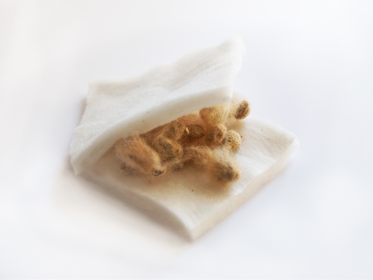 別添:国産茶綿の種