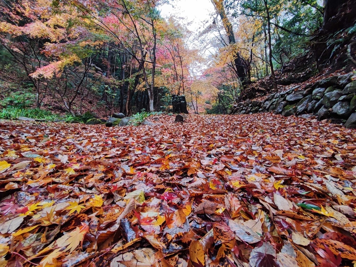 紅葉風景(2)