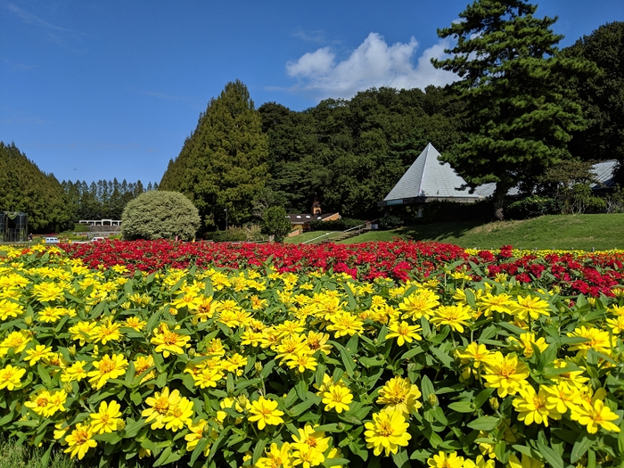 箱館山 ジニア