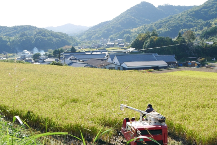 自社の田んぼから収穫