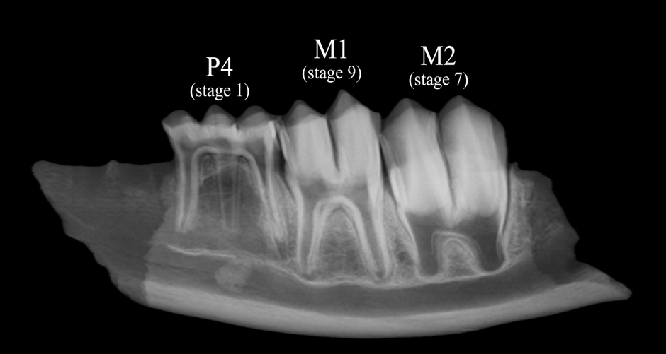 図 ニホンジカ下顎骨のX線画像 歯の成長の様子から、このシカは約11ヶ月齢で、5月前半に死亡したと考えられる。