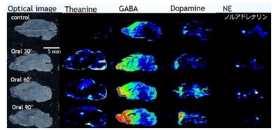 誘導体化イメージングMSによる テアニン体内動態の可視化と脳への影響 　～日本食品科学工学会 第68回大会で発表～