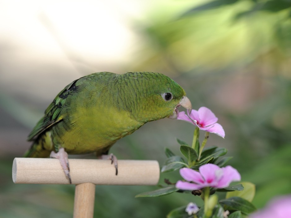 インコ・オウム エントリー写真 イメージ