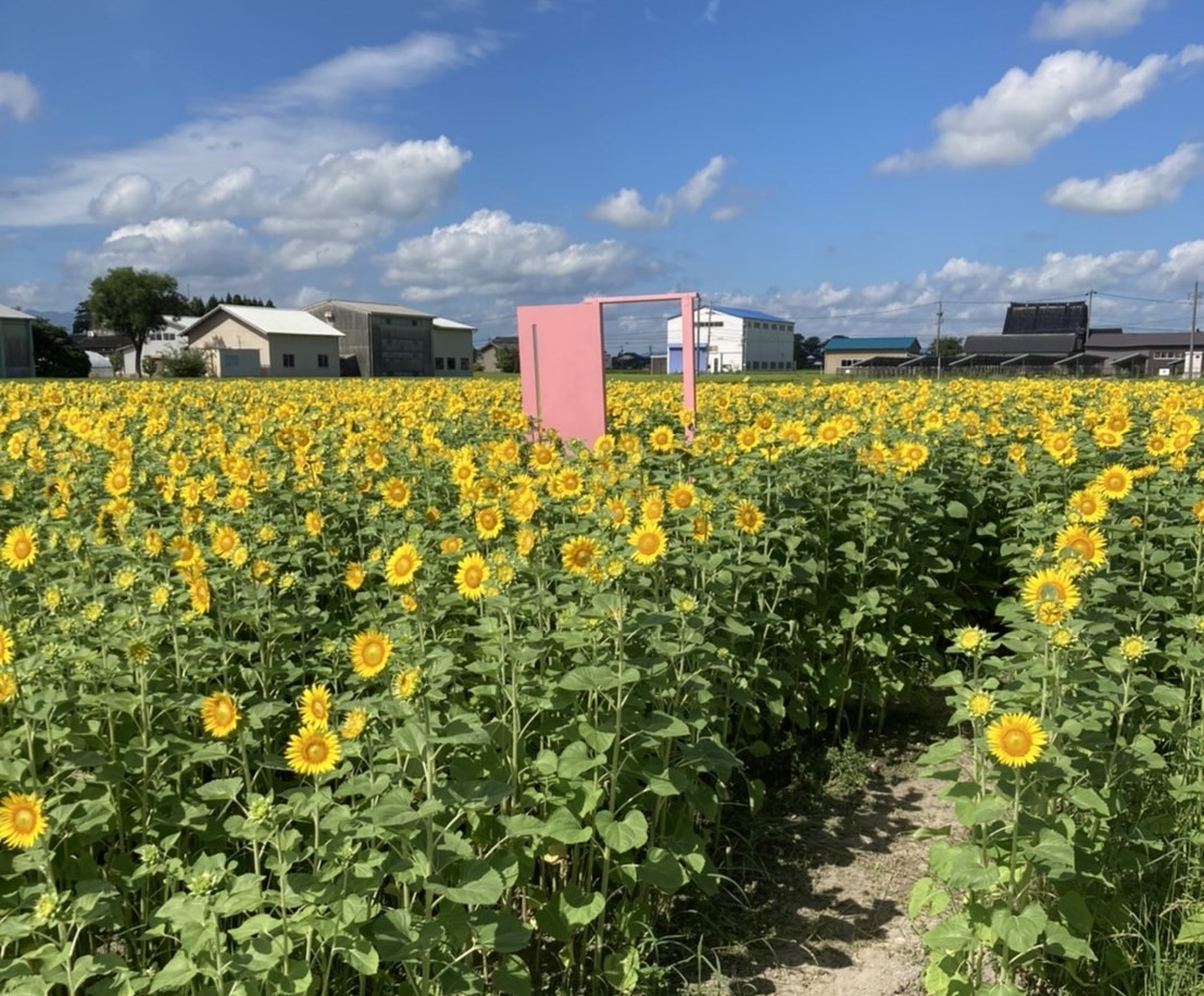 圧巻の景観！一面に広がるひまわり畑が見頃を迎えています【堂前農園】富山県高岡市 | NEWSCAST