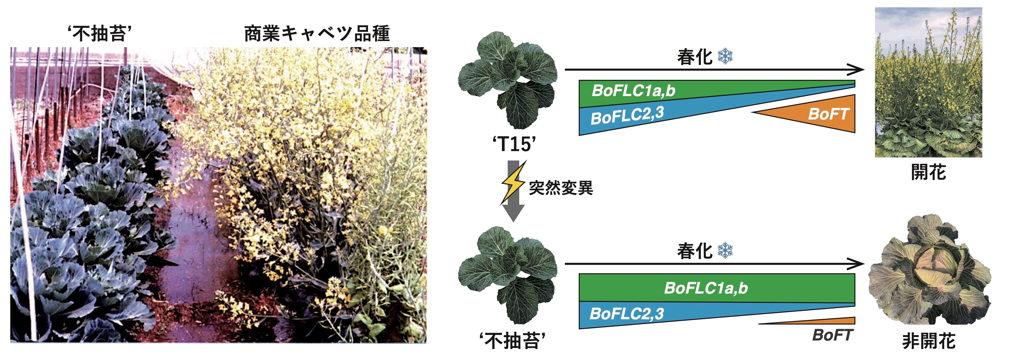 キャベツの開花が強力に抑制されるメカニズムを解明 −45年前に発見された、花が咲かないキャベツの解析を通して−