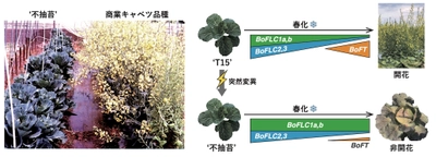 キャベツの開花が強力に抑制されるメカニズムを解明　−45年前に発見された、花が咲かないキャベツの解析を通して−