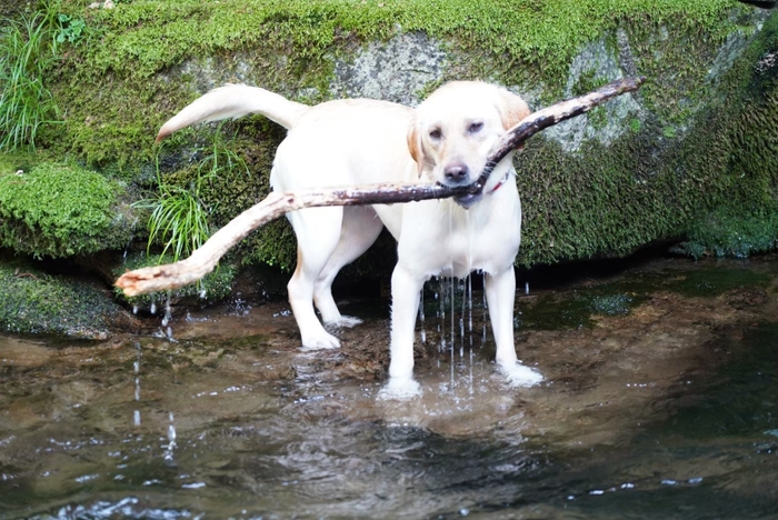 川遊びする犬