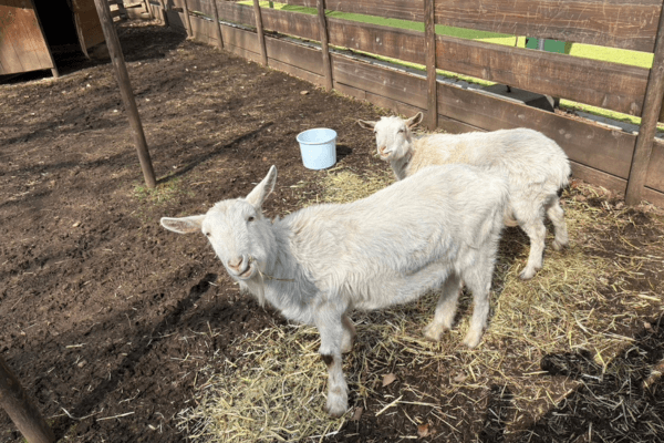 ポニーと仲良しのヤギ