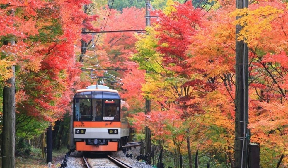 叡山電車に乗って紅葉狩りにお出かけしませんか!!
「もみじのトンネル」区間で徐行運転、ライトアップを実施します