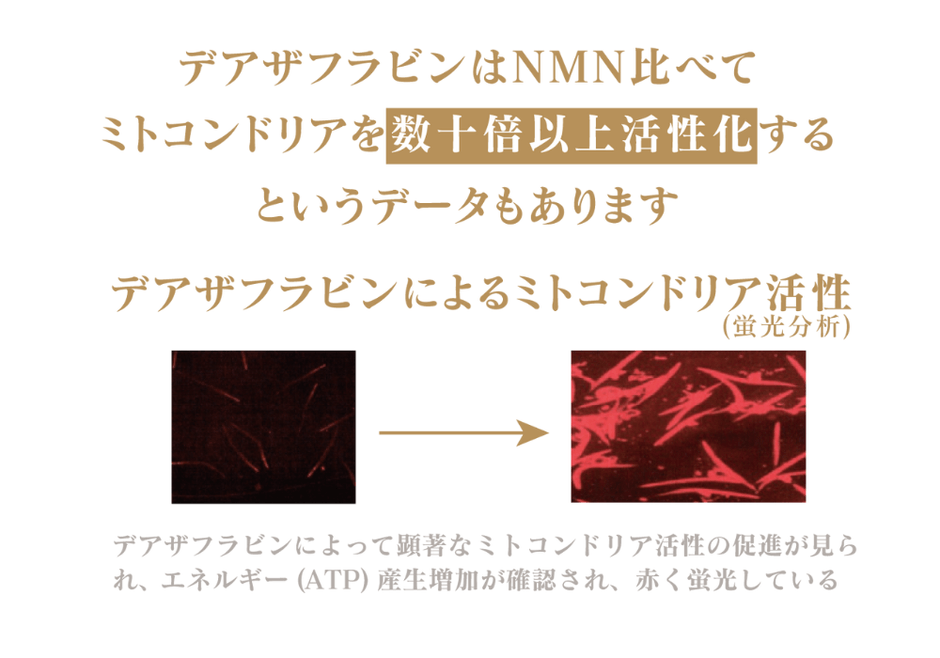 NMNの次に来る細胞活性成分＜デアザフラビン＞と＜5-ALA＞を W配合した 