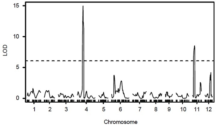 ベゴモウイルス抵抗性のGR1と、感受性のHabaneroの交雑F2集団を用いた連鎖解析で、第4染色体と第11染色体に抵抗性に関わる遺伝子領域を検出 縦軸:LOD※5 横軸:Chromosome(染色体)