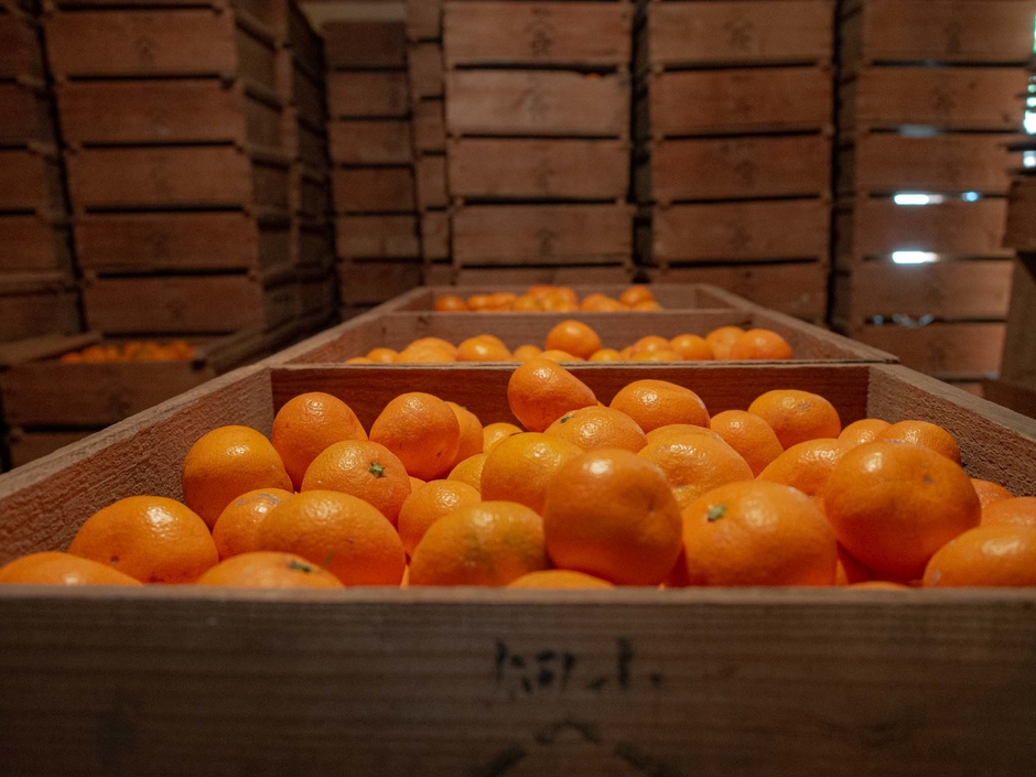 蔵出しみかん