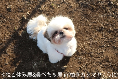 鼻ぺちゃ展　展示作品：うに