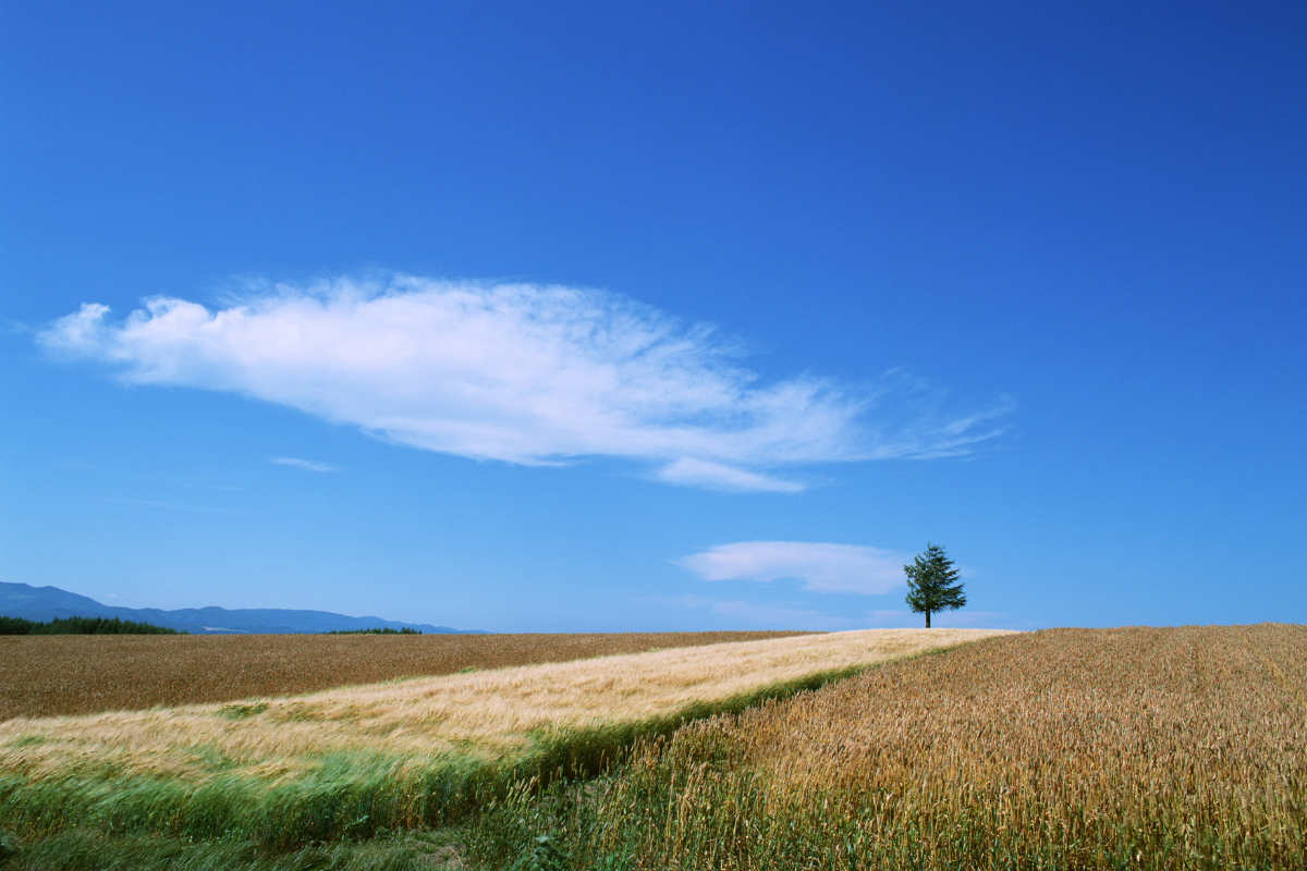 一粒の麦からはじまる おいしい物語...