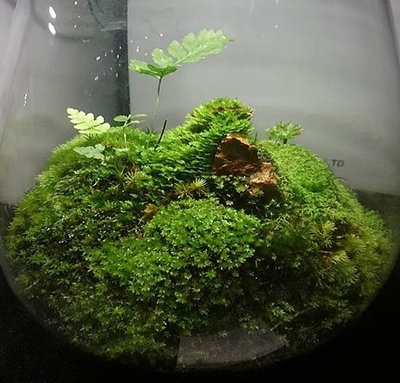 コケリウム イメージ