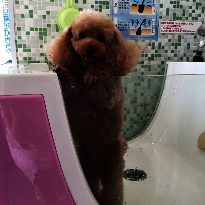 カラフルなデザインも ふわわんハッピーバス