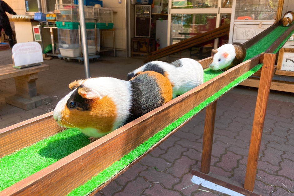 モールウェイ イメージ