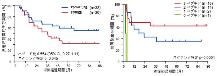 図1 ワクチン投与と不投与の予後比較(左)、図2 ワクチン群のCTLを誘導したペプチド数別無再発生存期間(右)