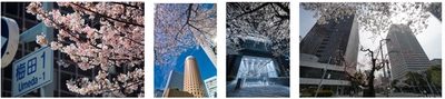 大阪ダイヤモンド地区 さくらフォトコンテスト2022 ～梅田の春を写真に残そう～ 3月19日(土)～4月13日(水)開催