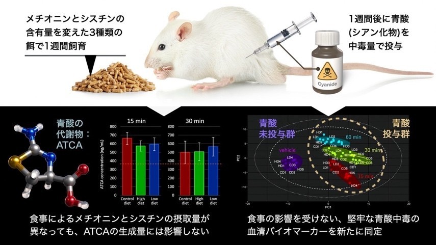 青酸中毒の痕跡を見逃さない 食事の影響を受けにくい、青酸の新たなバイオマーカーを同定