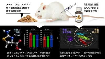 青酸中毒の痕跡を見逃さない　食事の影響を受けにくい、青酸の新たなバイオマーカーを同定