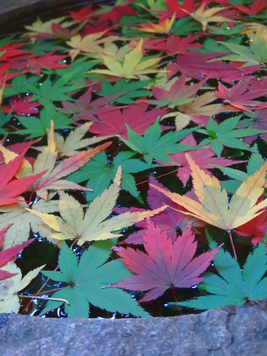 モミジの手水鉢(11月19日撮影)