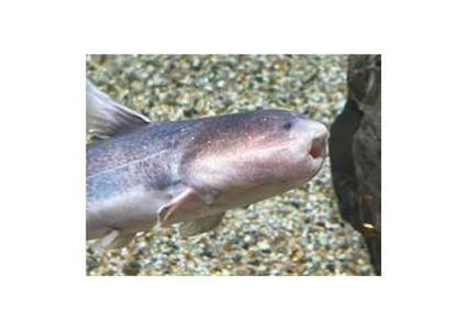 夏休みは京阪百貨店で楽しもう！2026年8月6日（木）～8月18日（火）
「危険生物×ふれあい大作戦　ドキドキ水族館」　　　
「京阪Enjoy Summer」を開催
