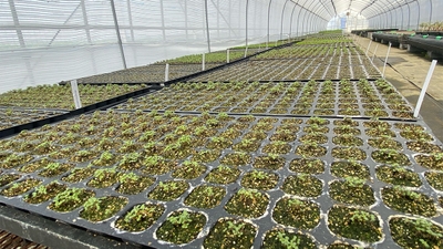 Botaniqa Atelier内で、メリクロン株などの海外から直輸入した苗木を、環境に適応させるため数年かけて生育
