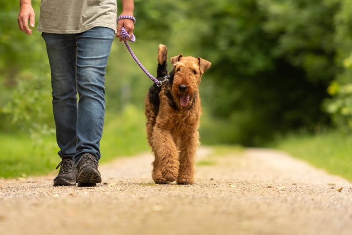 犬 ストア リードウォーク しつけ