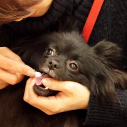 愛犬の歯磨き、必要だけどできてない飼い主が半数以上！？ ドッグトレーナーによるオーラルケアセミナー開催